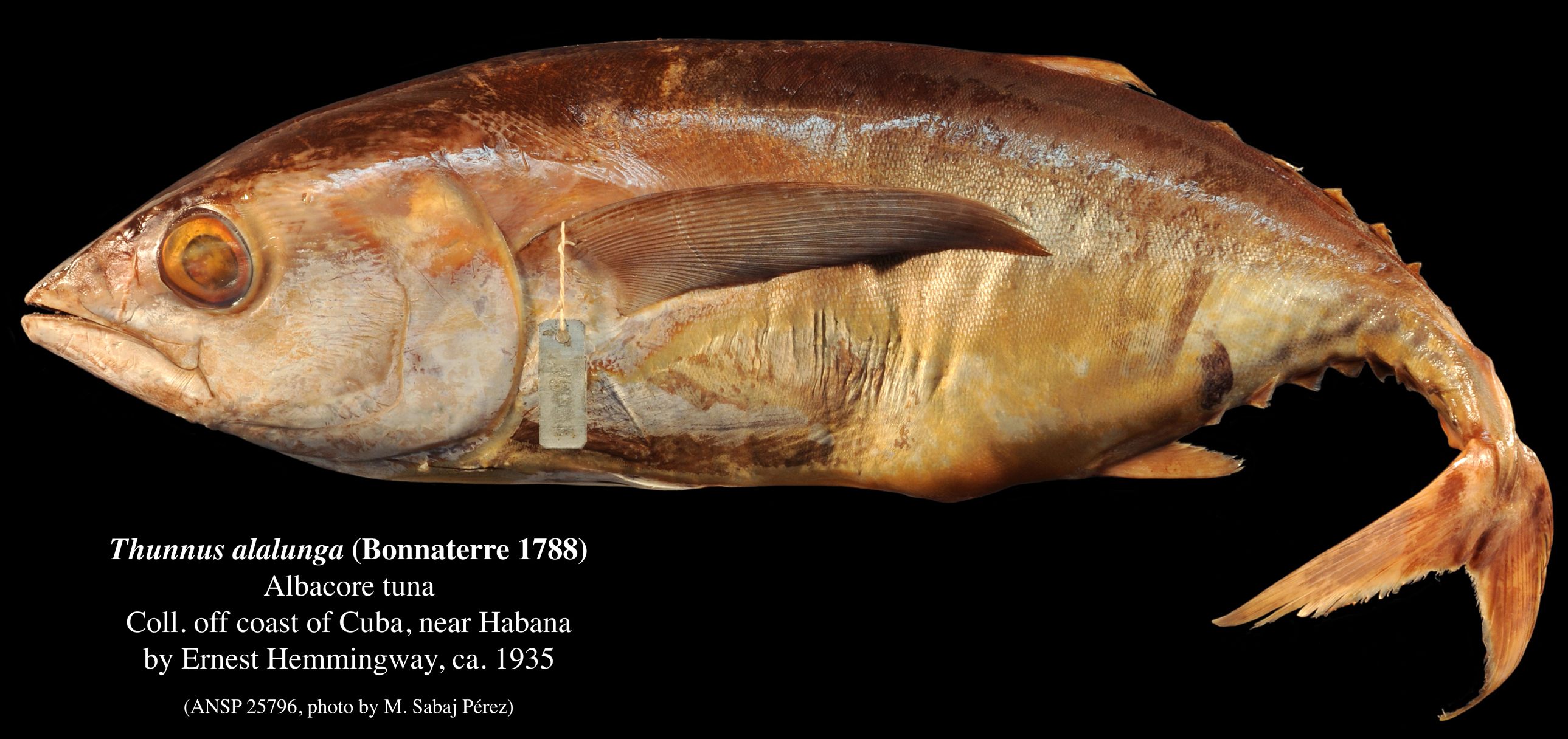 The tuna specimen that Ernest Hemingway sent to the Academy of Natural Sciences in Philadelphia.
