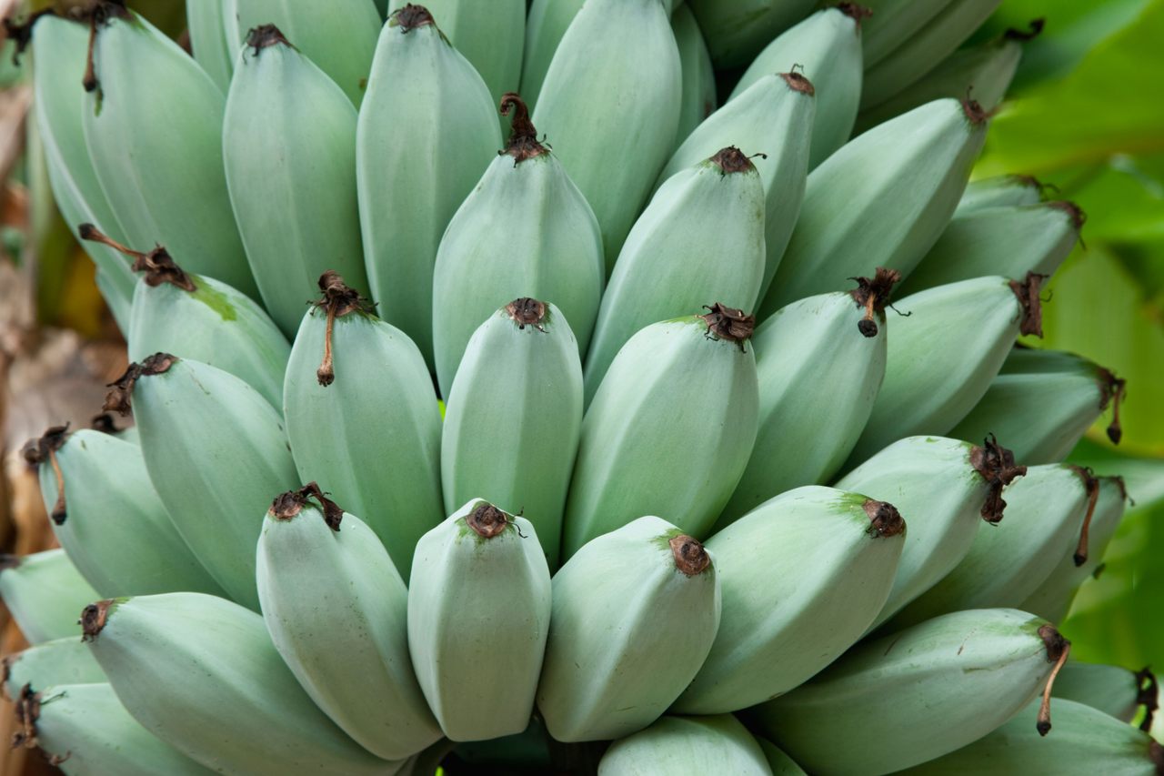 Blue Java bananas are so creamy that they’re sometimes called ice-cream bananas.
