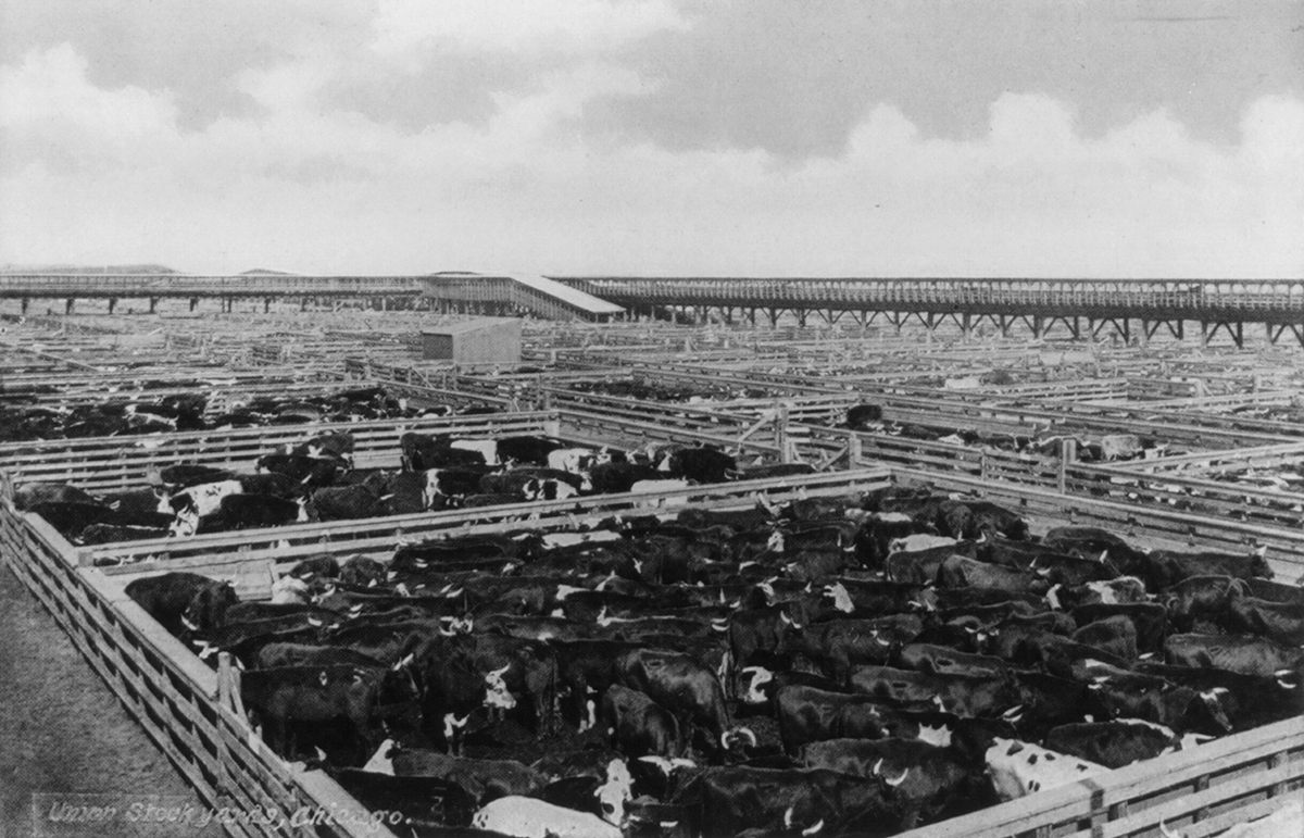Chicago's Stock Yards, c. 1907.
