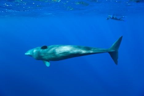 The sperm whale population around Dominica is one of the most closely studied in the world.