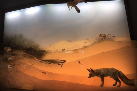 Steinhardt Museum of Natural History.