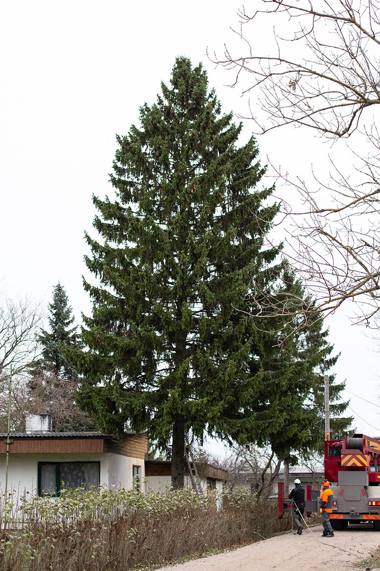 Kuressaare’s tree is big enough to infuse 40,000 bottles of Estonic Soda. 