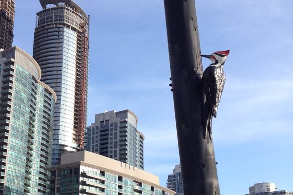 Woodpecker Column
