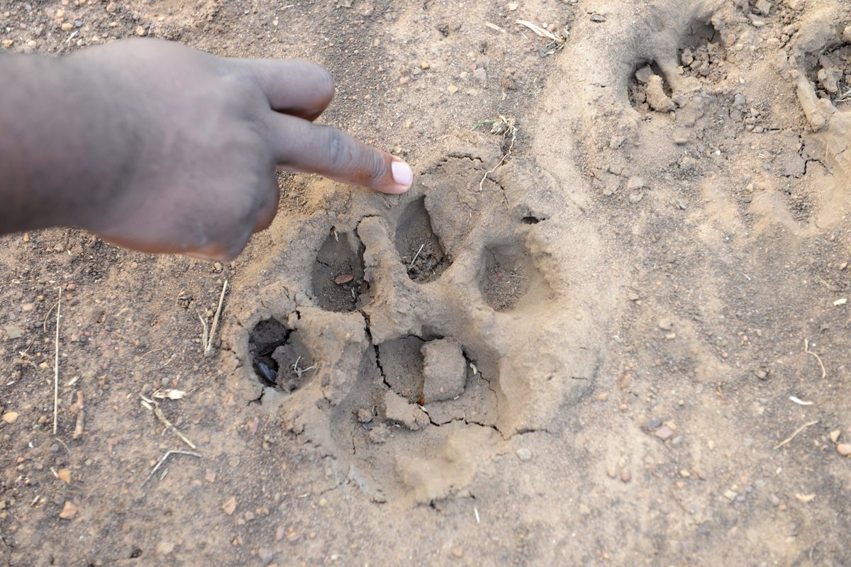 Mbatha points to the paw print of a lion on one of his guided wilderness hikes.
