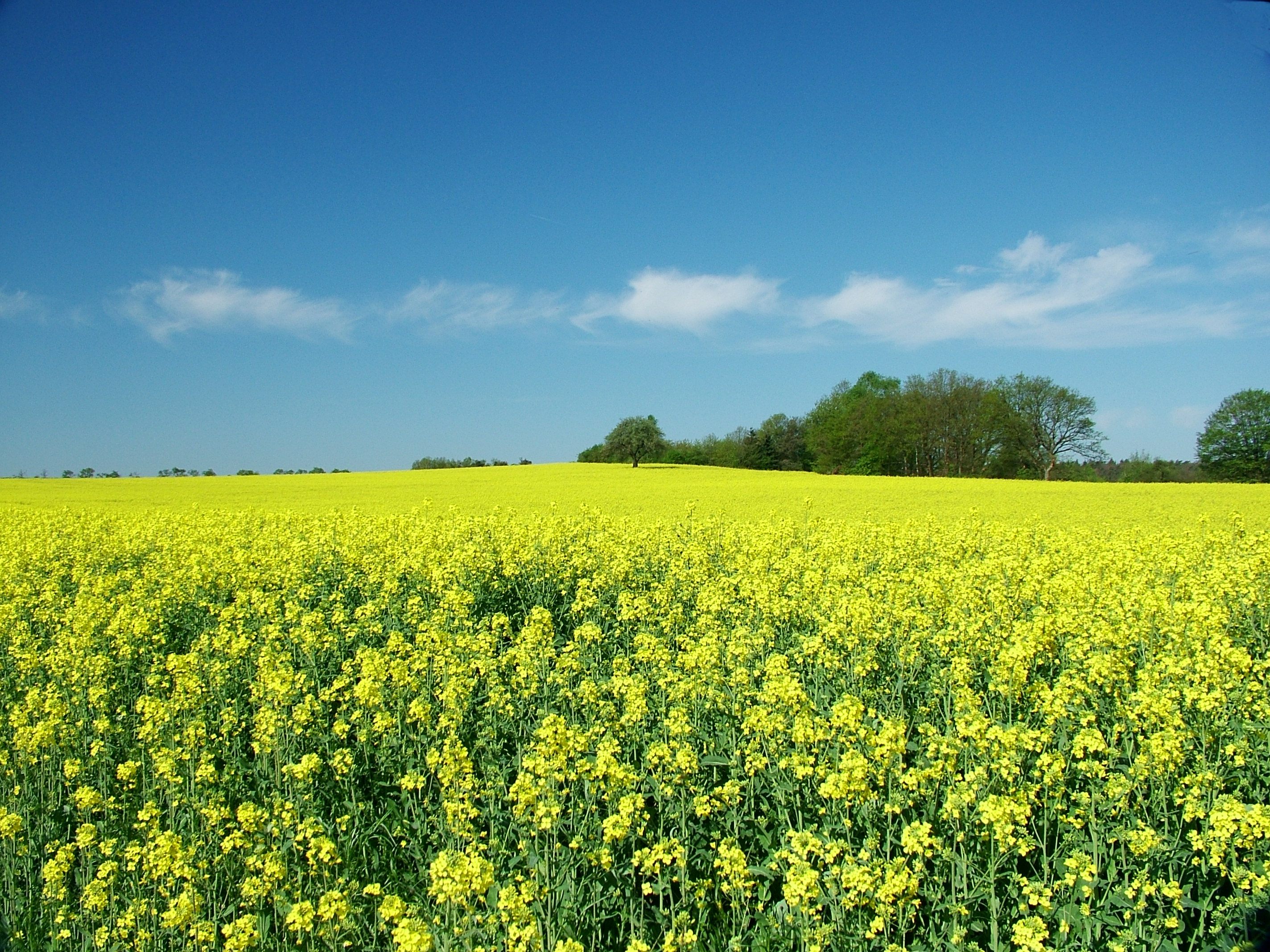 EU flags will be flying over a German rapeseed field, starting in April 2019.