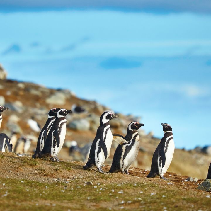 Magellanic penguins on Chiloé island