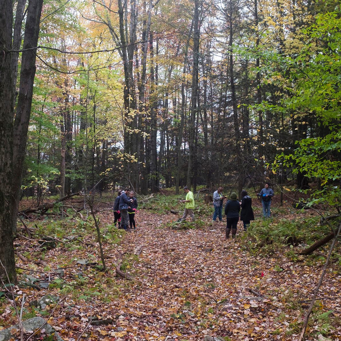 Archaeologist surveying the site of Woodstock's barter-only Bindy Bazaar.