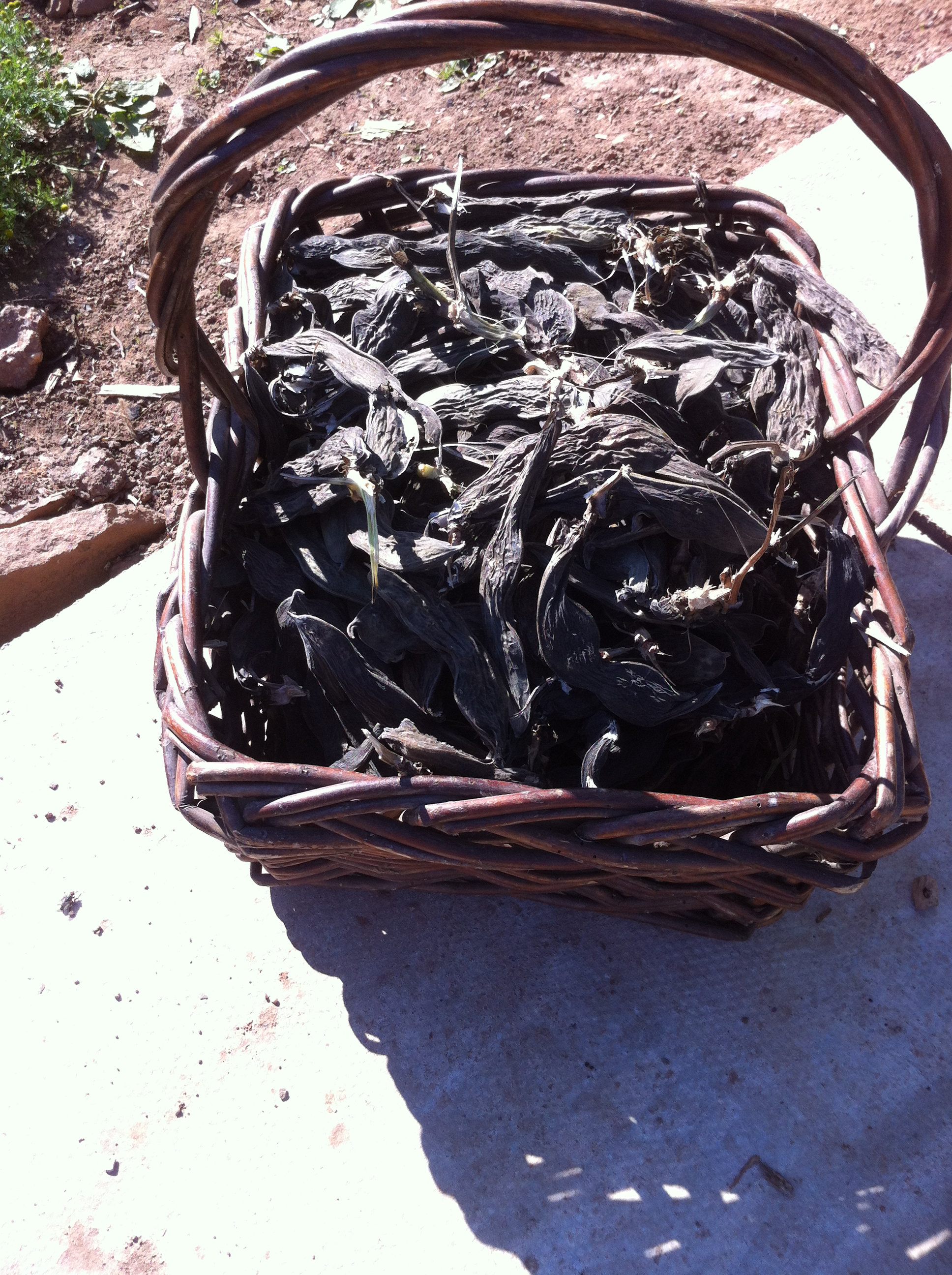 A basket of Syrian fava beans.