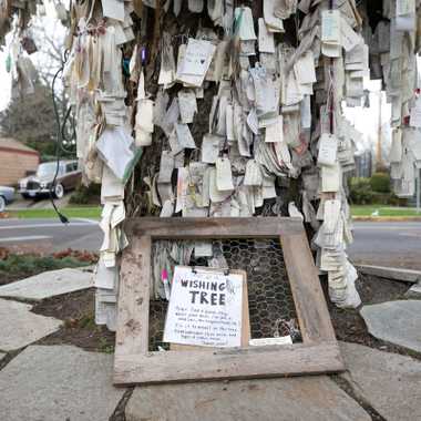 The Wishing Tree