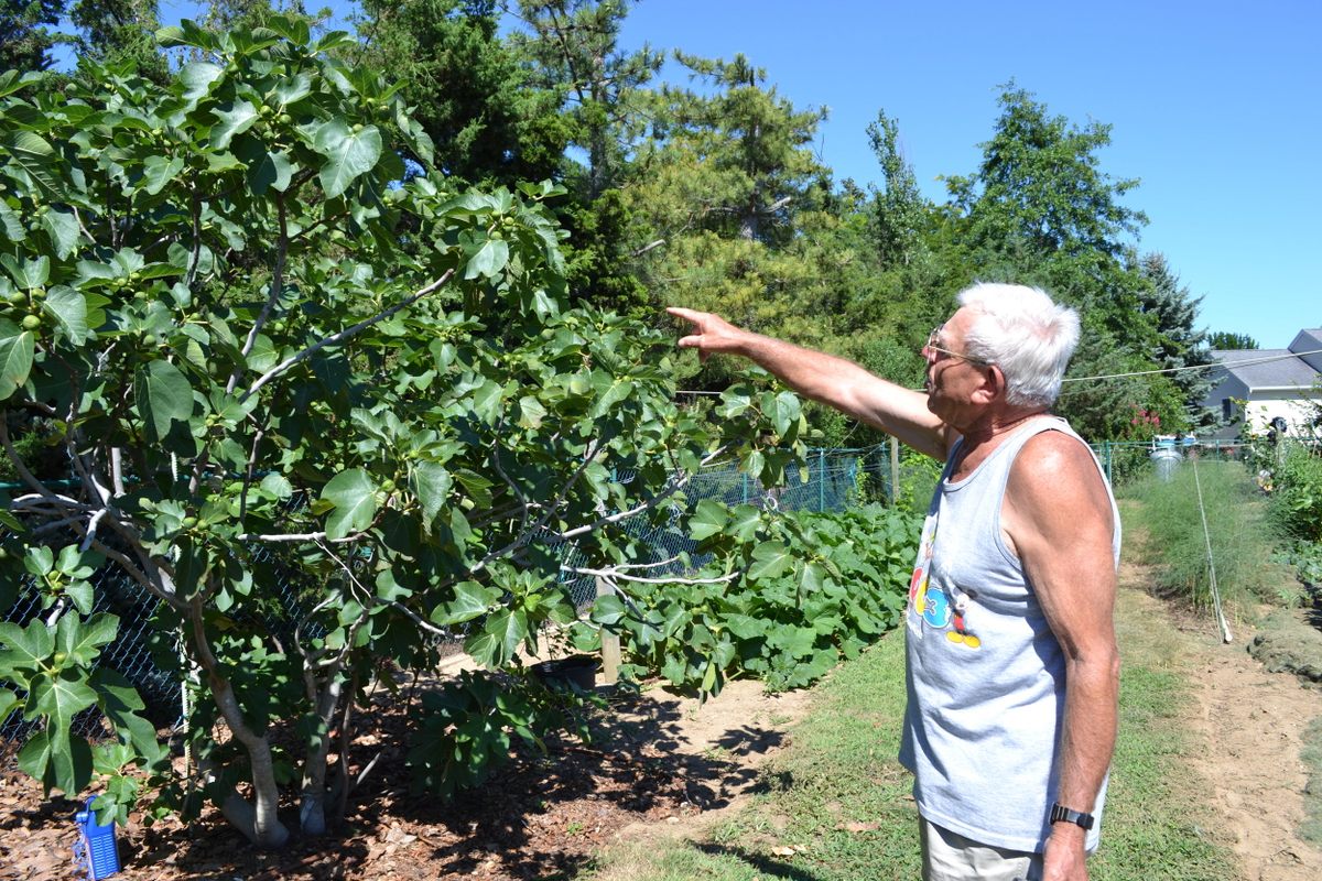 Nick Ranieri shows off his fig trees.