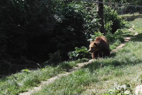 LiBEARty Bear Sanctuary