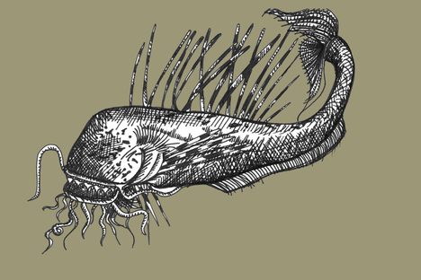 Jesse Bethea imagines an enormous, eyeless catfish, with spines like a lion fish.