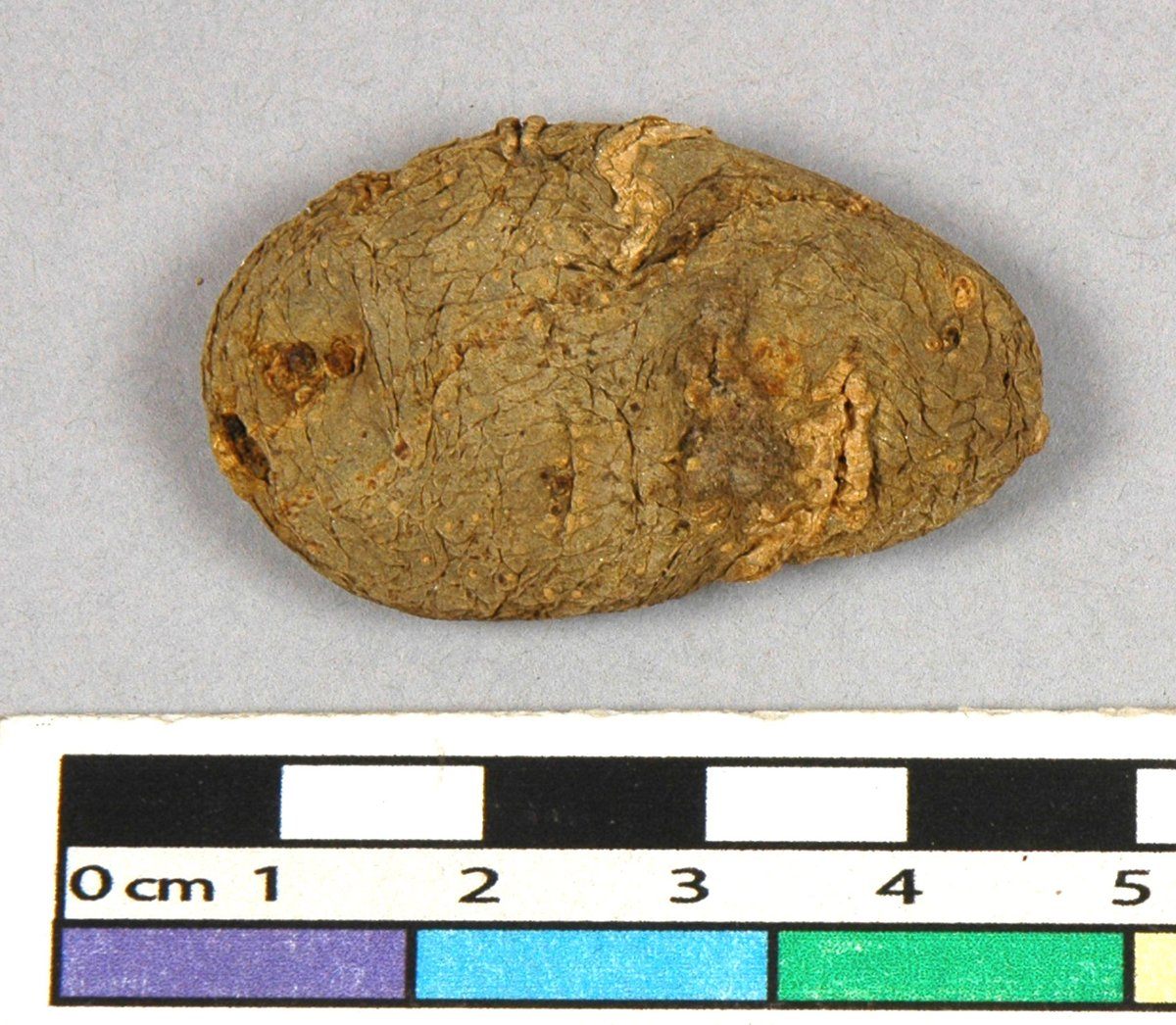 Another Pitt Rivers potato.