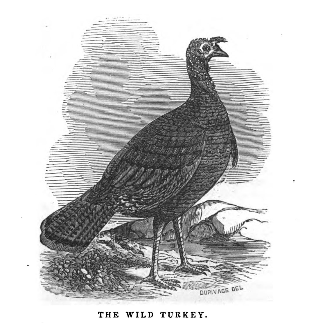 An engraving of a wild turkey from Bennett's 1850 book.