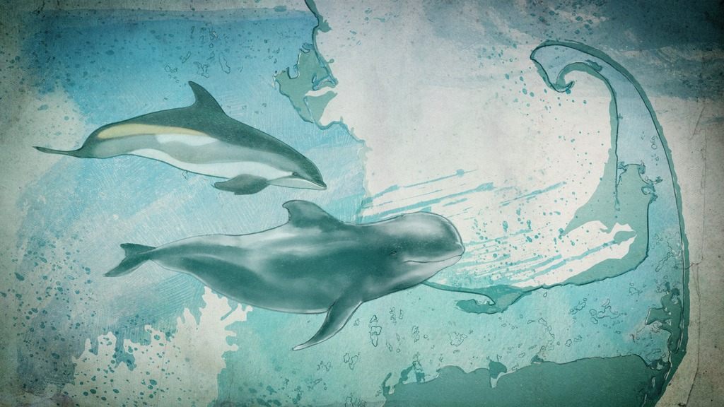 Illustration of an Atlantic White-sided Dolphin and a Long-finned Pilot Whale.