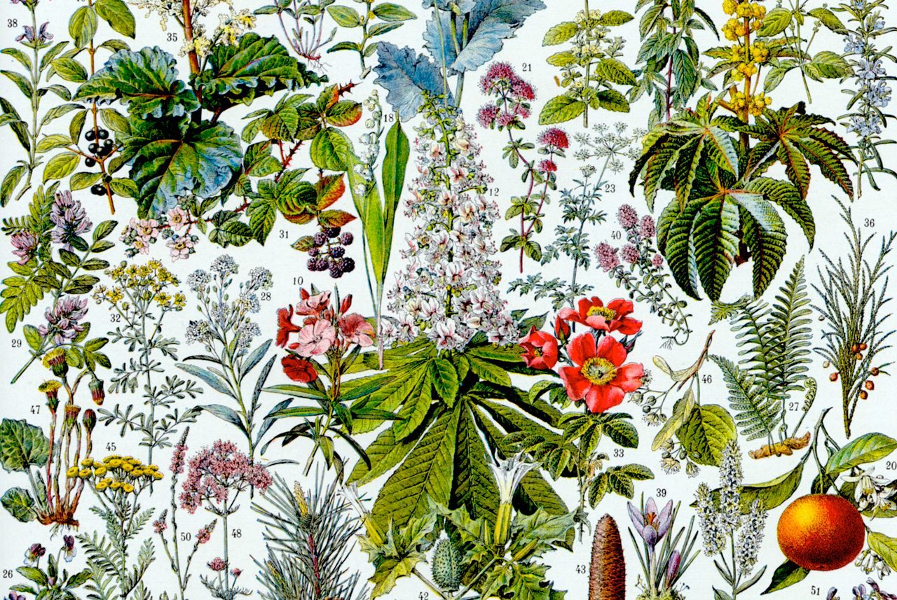 Detail of a plate illustration of medicinal plants published in the 1930s in a botanical reference book by Éditions Larousse.