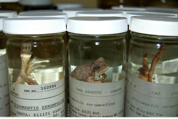 Frog specimens at the California Academy of Sciences.