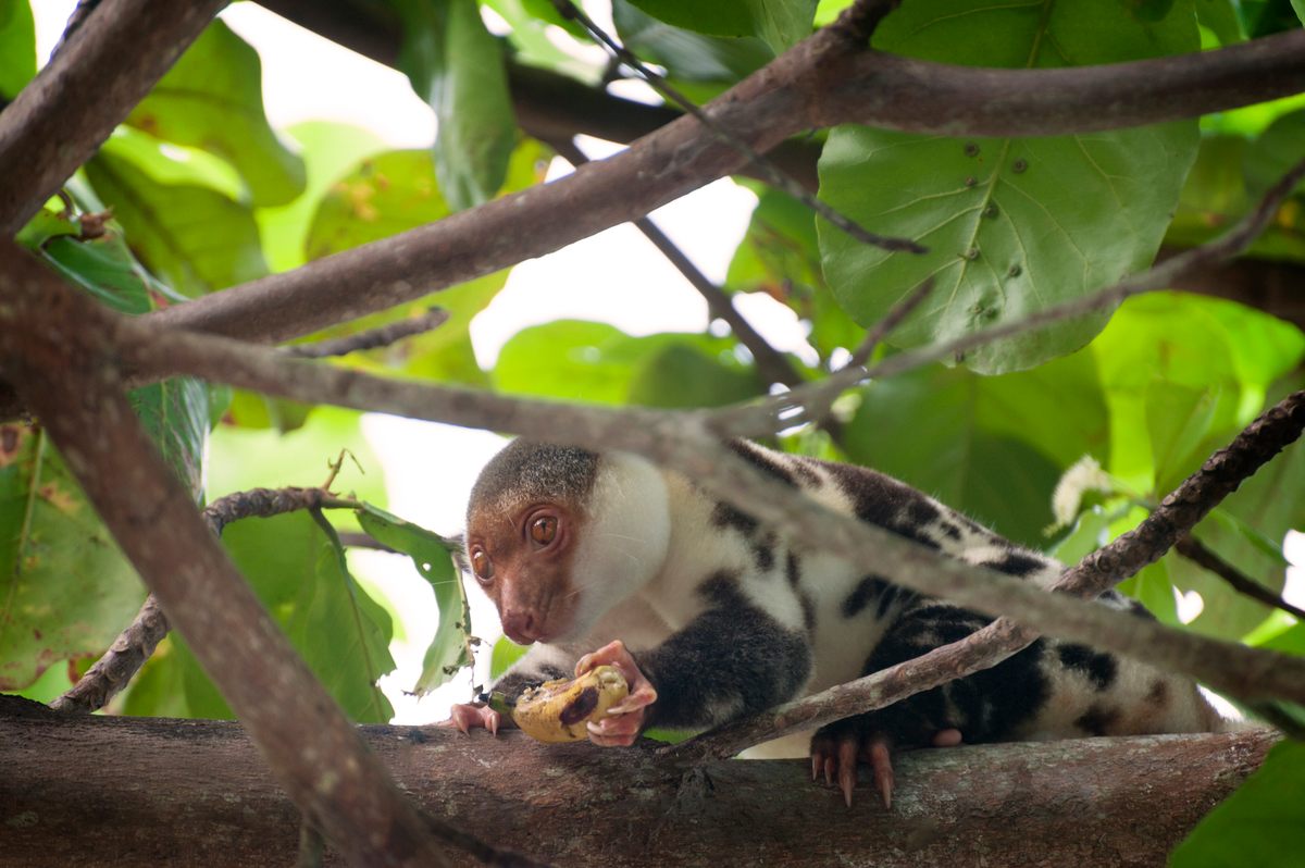 Cuscuses tend to be solitary, feeding and nesting alone.