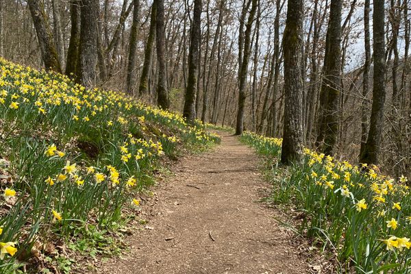Visitors will have to hike a bit before the daffodils appear around the path, but patience is rewarded