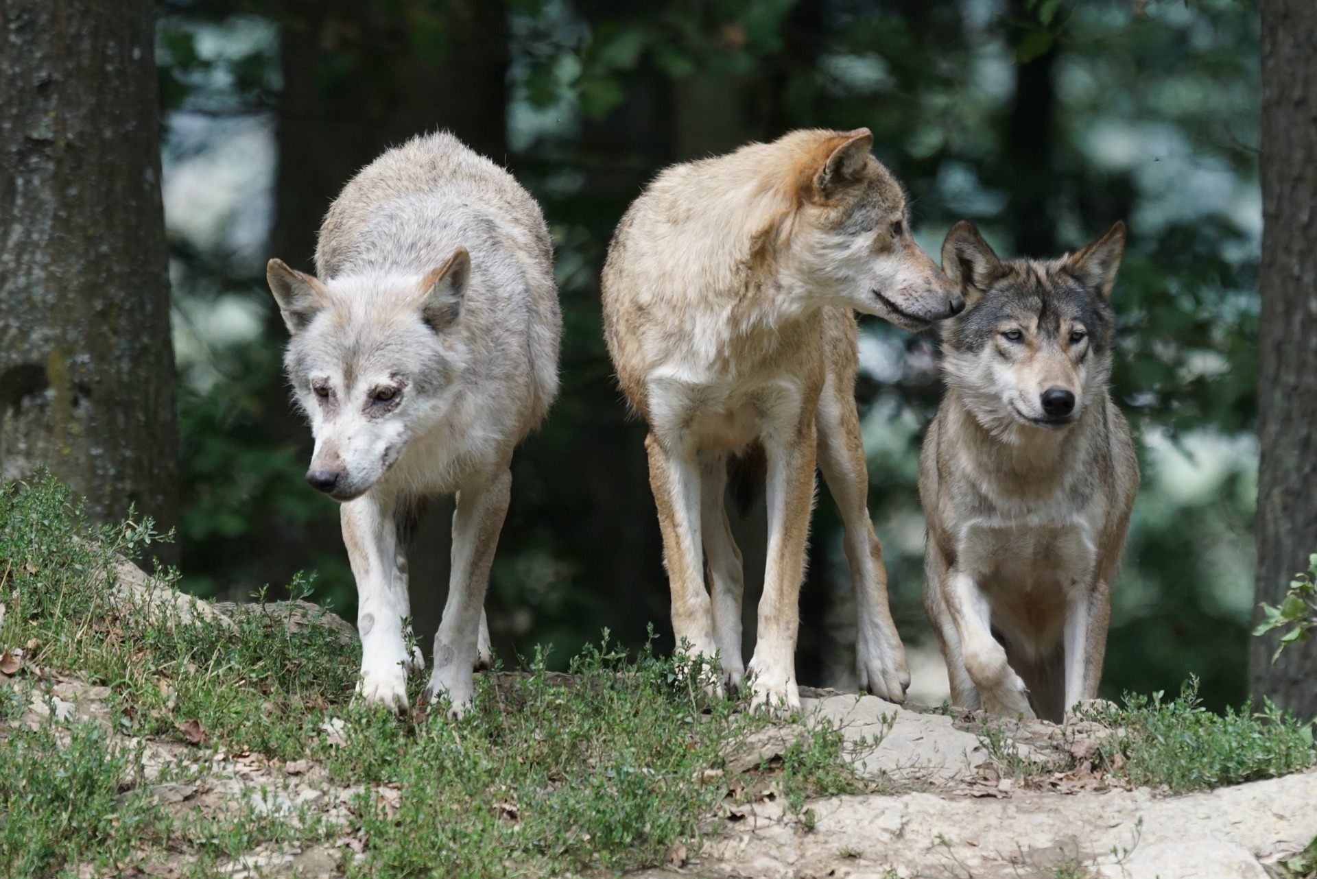 wolves howling in the wild