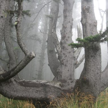 Octopus Tree of Oregon