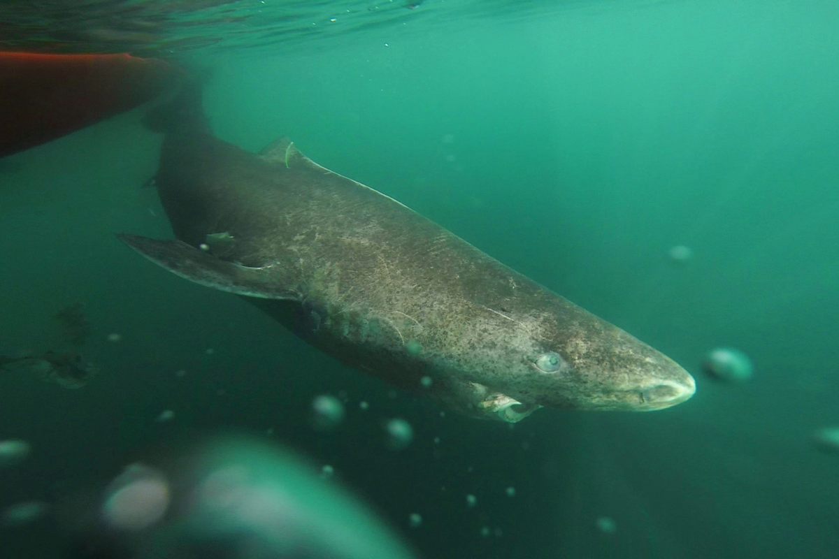 Greenland sharks grow long and old in the cold waters of the North Atlantic, but can also range into warmer waters.