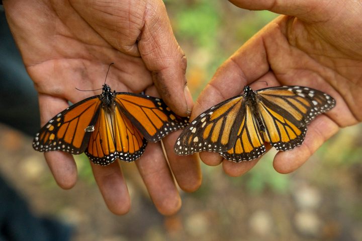 Monarch Butterflies