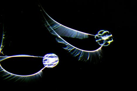 "The delicate siphonophores and their long tentacles trailing behind painted a picture of delicate grace," says Helynn Ospina. "I loved how these turned out and my special glimpse into the mysteries of the deep ocean."