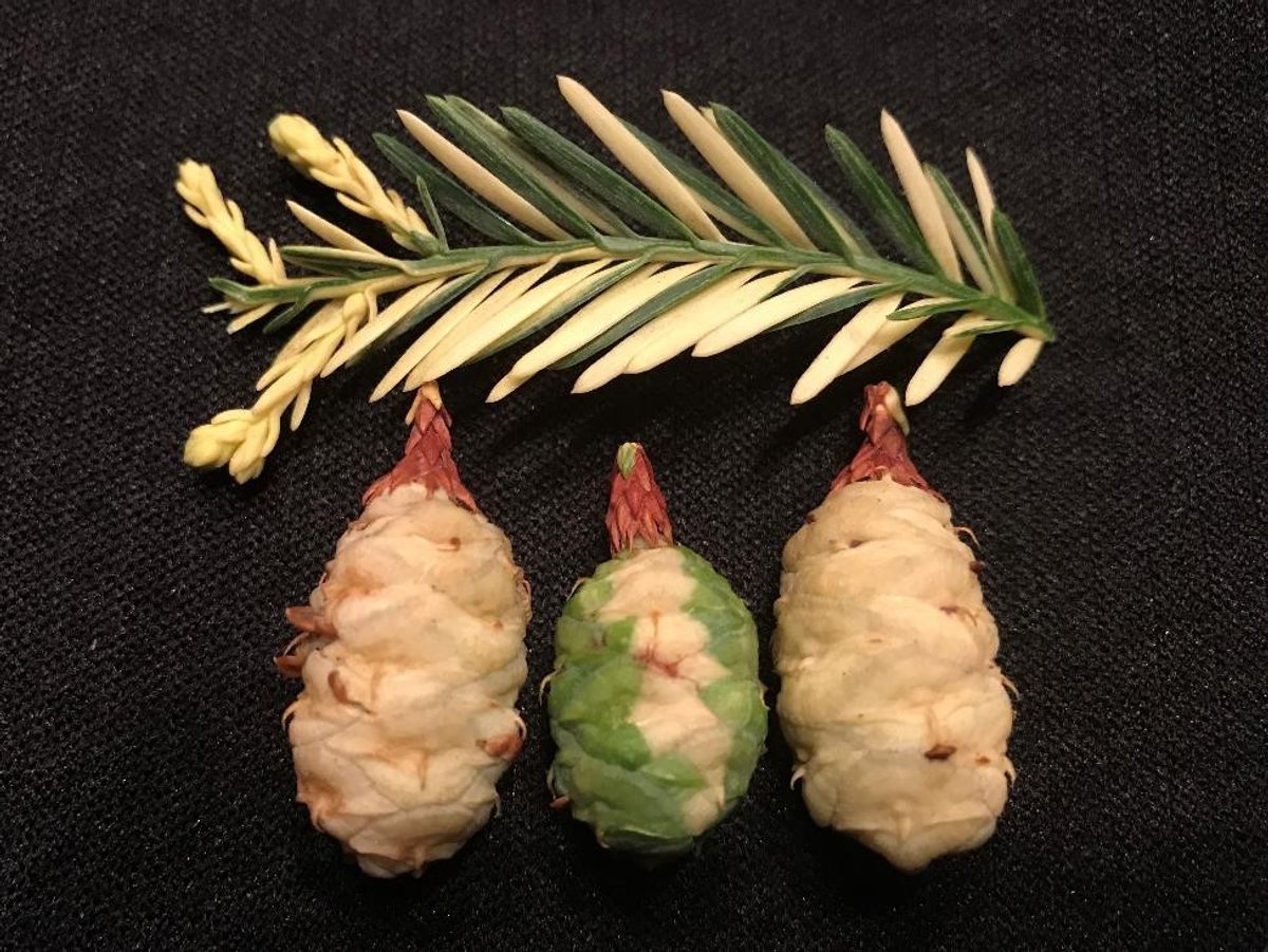 Chimera redwoods have a patchwork of white and green leaves and cones.