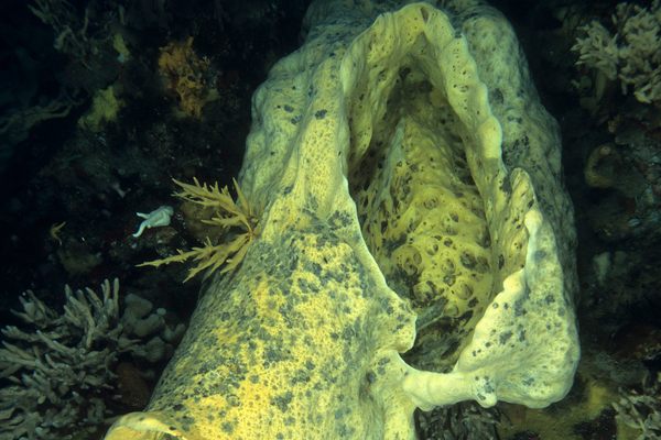 Volcano sponge, Anoxycalyx (Scolymastra) joubini from the Antarctic Peninsula.