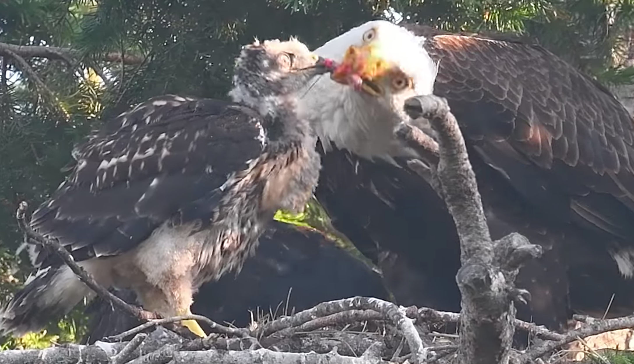 Two Bald Eagles Have 'Adopted' a Young Red-Tailed Hawk - Atlas Obscura