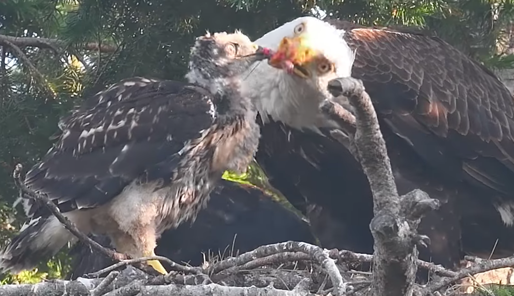 Move Over Bald Eagle: Meet 12 of the World's Coolest National Birds