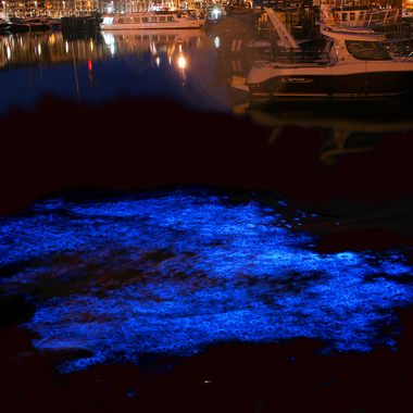 Long exposure image of bioluminescence of Noctiluca scintillans in the yacht port of Zeebrugge, Belgium