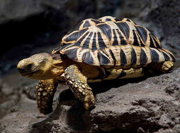 The Burmese Star Tortoise Is Back From the Brink of Extinction - Atlas ...