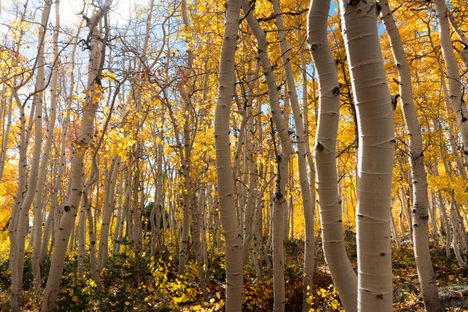 Pando is a tree, a forest, and one of the largest organisms in the world.