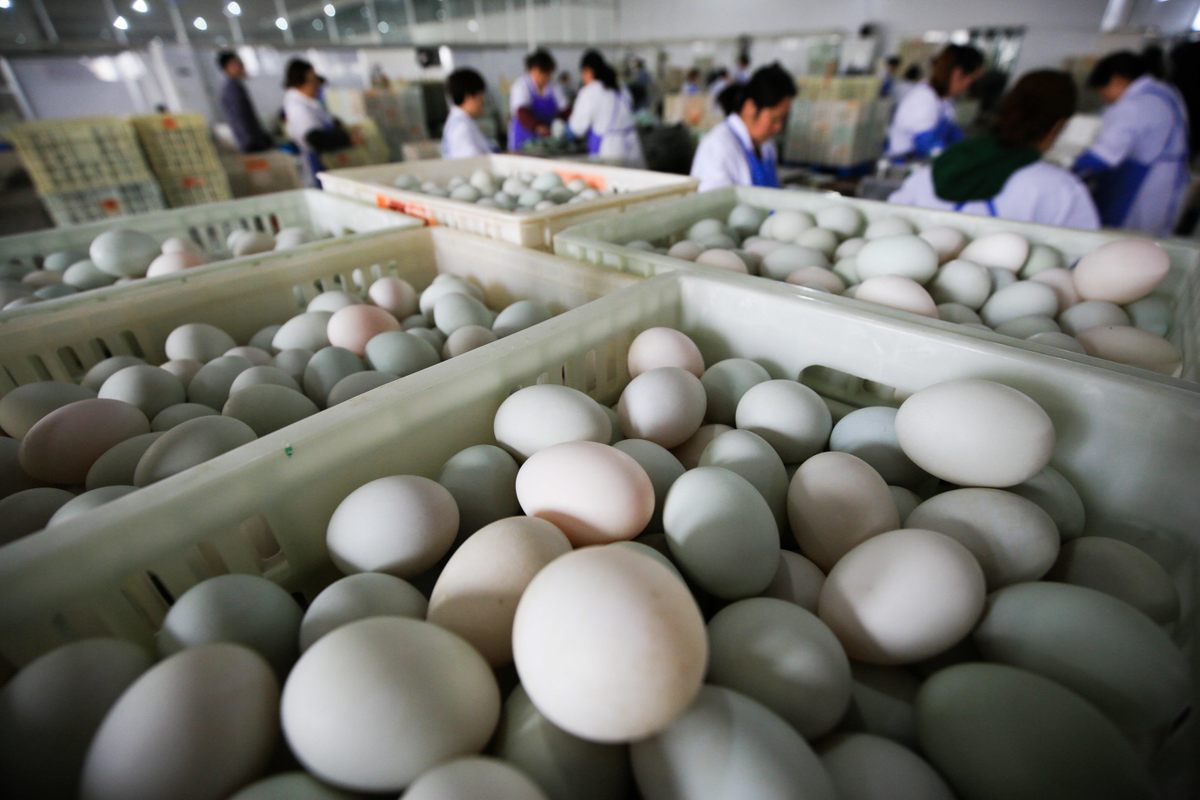 Ducks and eggs are big business in Gaoyou, bringing in millions of dollars a year.