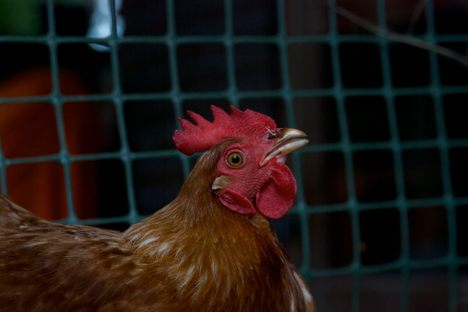 Someone Made Off With a 1,000-Pound Chicken Statue in North Carolina
