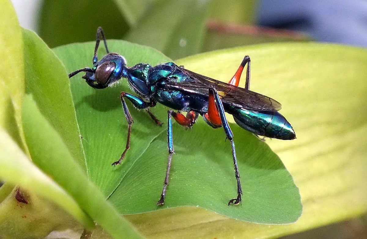 The female jewel wasp <em>Ampulex compressa</em> stings her cockroach target twice, first immobilizing it and then flooding it with dopamine and other chemicals that allow her to control its movements.
