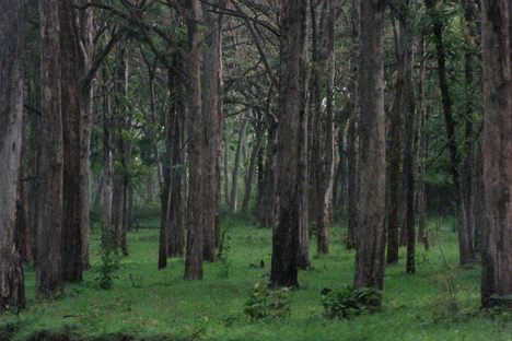India Wants to Spend $6 Billion for New Forests