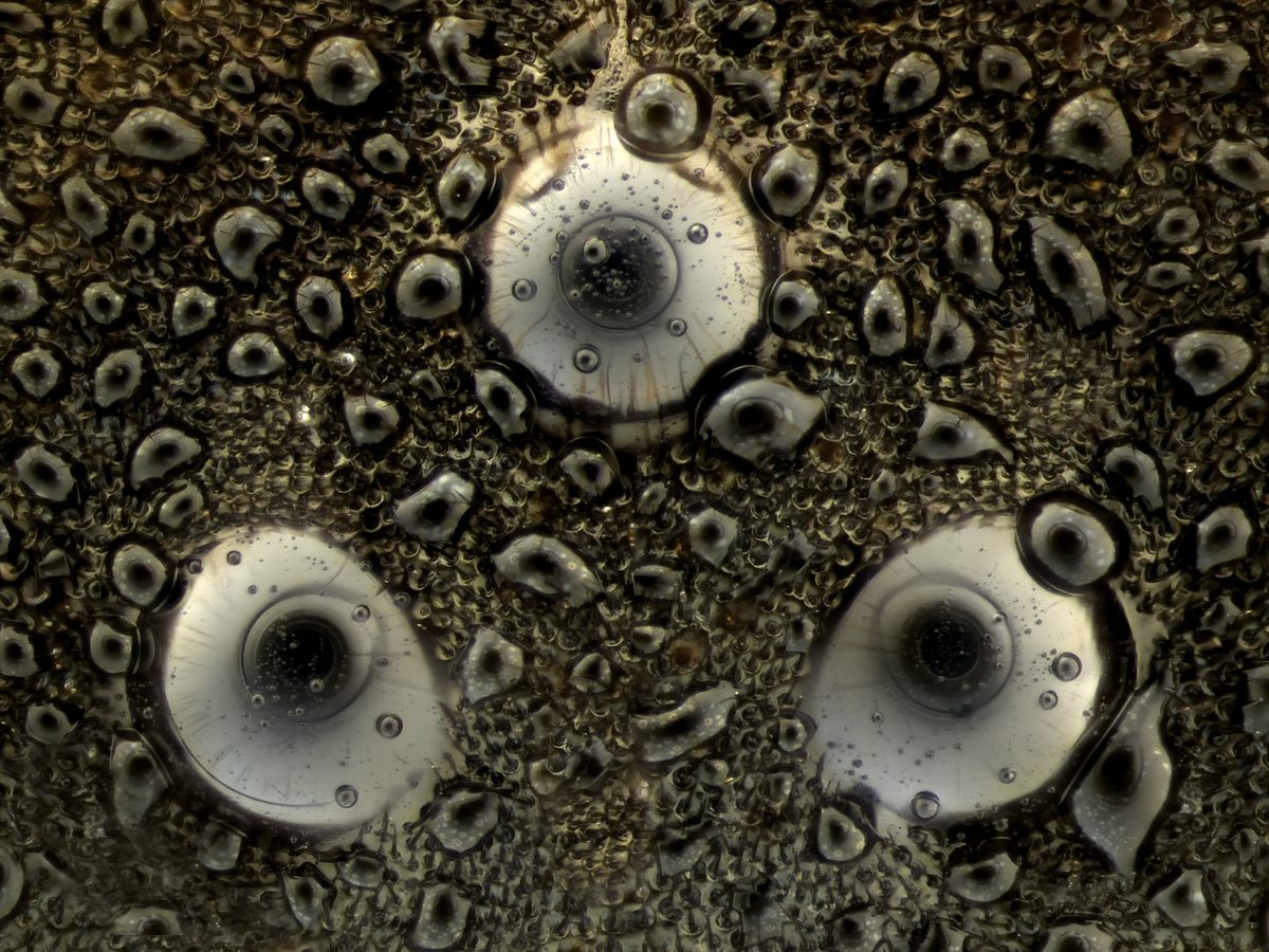 Simple Eyes of <em>Ectemnius</em> (digger wasp) with condensation (Image of Distinction).