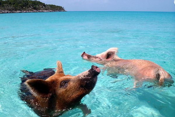 Animal Islands: Seven Islands Ruled by Creatures Great and Small - Atlas  Obscura