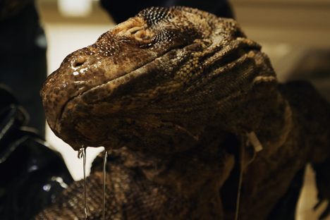 Unboxing the World's Largest Lizard