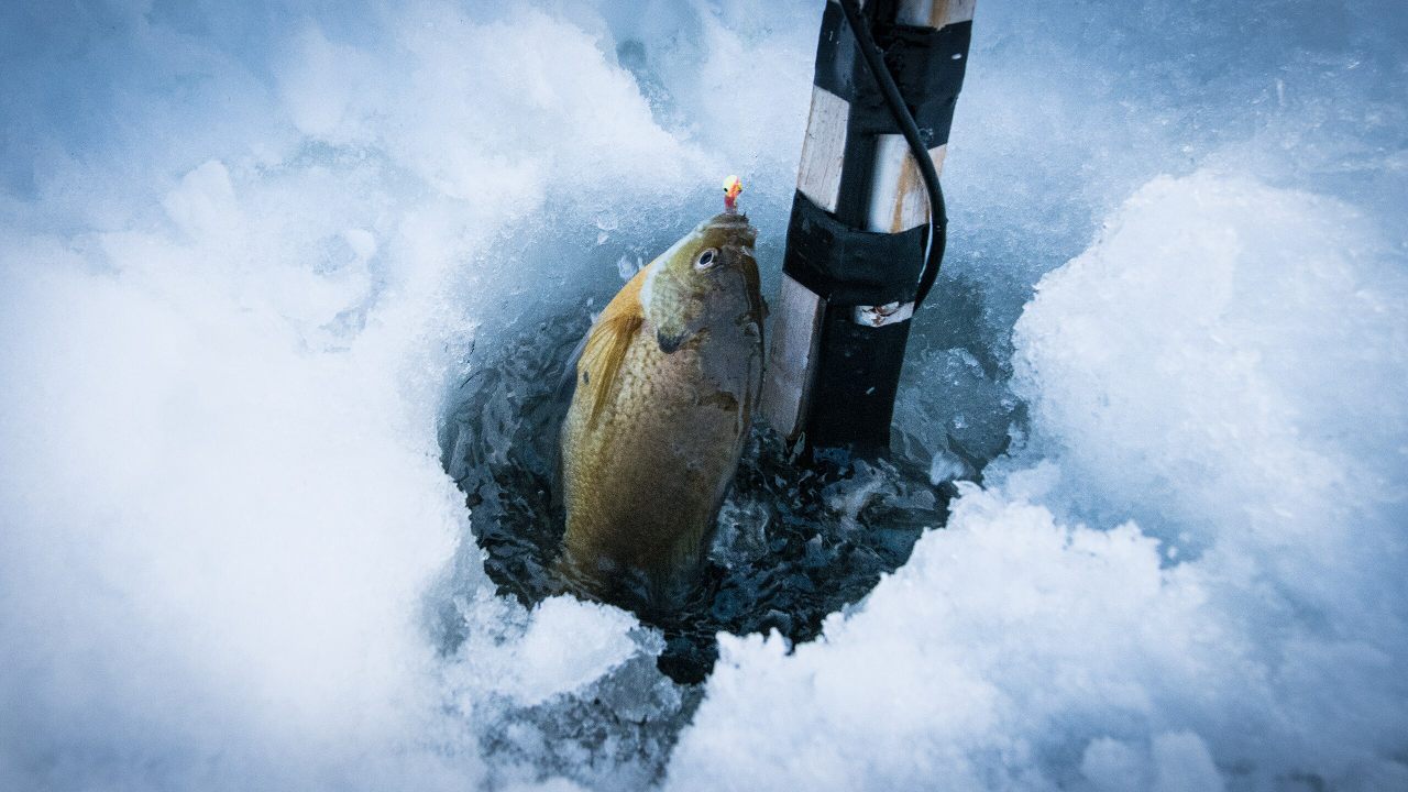 A fish sits on the edge of a hole cut through the ice of Bass Lake in Minnesota's Superior National Forest.