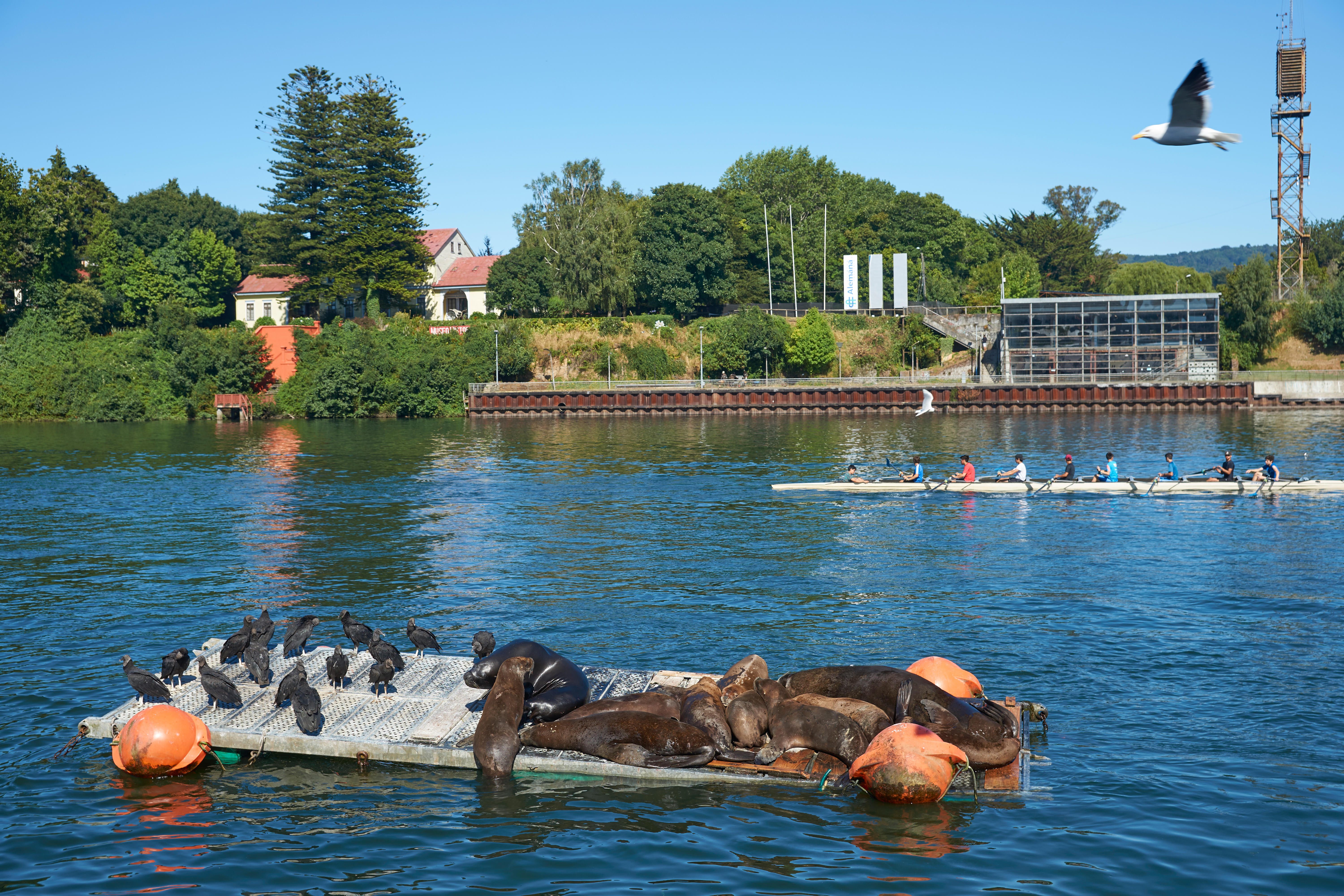 San Francisco Aquatic Park shut over 'aggressive' sea lions - BBC News