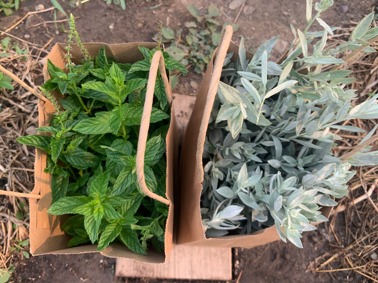 Harvested herbs, ready to be made into tea. 
