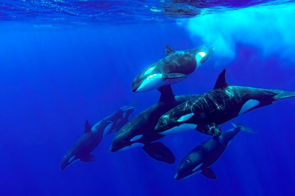Orca pods can develop their own cultures that result in distinctive behaviors, including cooperation with humans. 