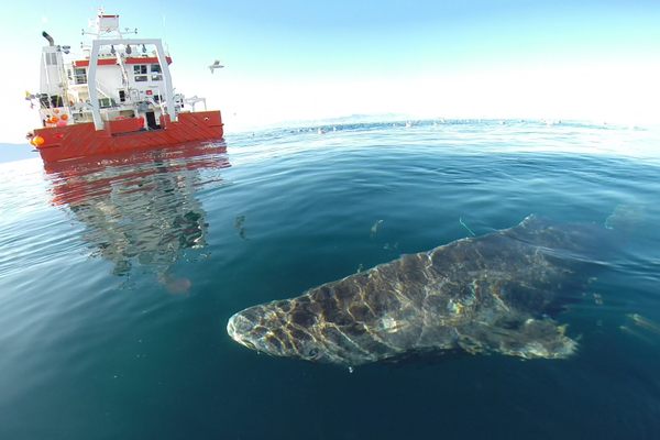 Greenland sharks often end up as bycatch on fishing vessels, and can be considered a nuisance. 