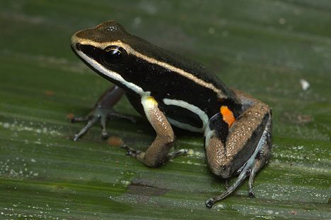 A brilliant-thighed poison frog. 