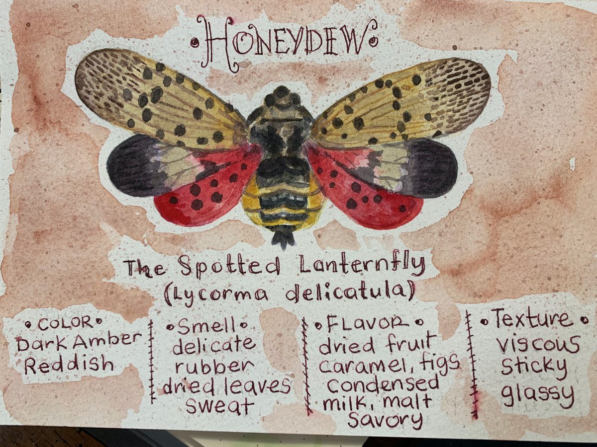 Marchese created this illustrated guide to the flavors of spotted lanternfly honey (technically honeydew).