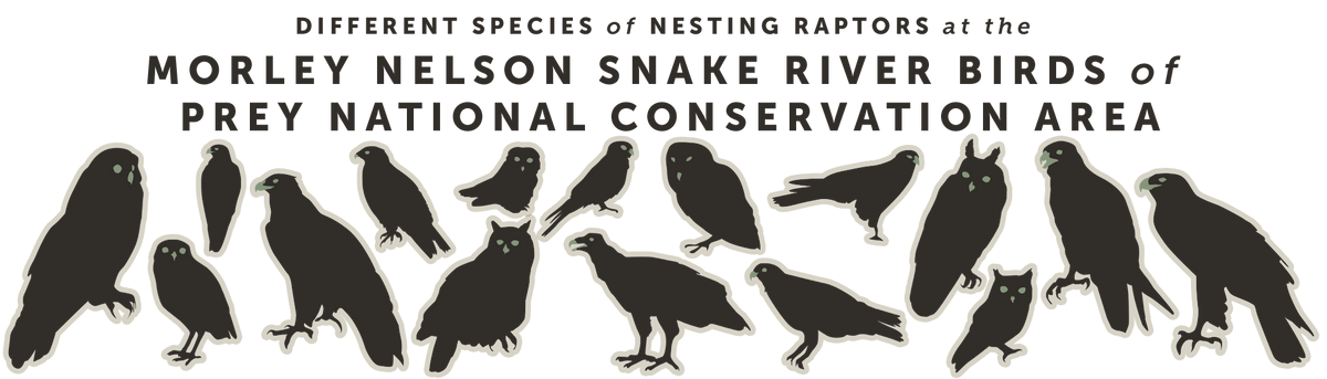 Different species of nesting raptors at the Morely Nelson Snake River Birds of Prey National Conservation area